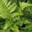 Dryopteris erythrosora.jpg